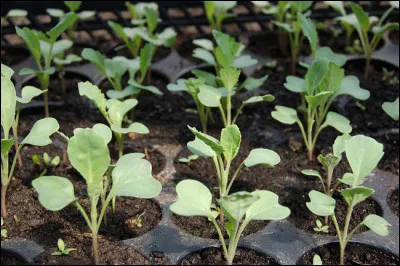 Quelle vari&eacute;t&eacute; de choux est principalement utilis&eacute;e pour la choucroute ?
