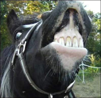 Question un peu plus compliquée, combien le cheval a-t-il de dents ?