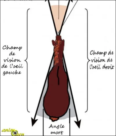 Question assez compliquée, le cheval voit presque à...