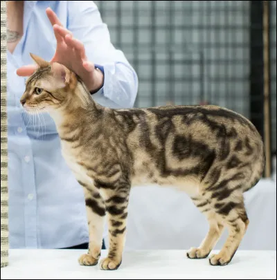 C'est un guerrier du Clan du Vent capturé par les bipèdes :