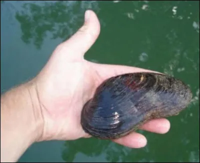 Bien heureusement, les batailles, c'est fini... sauf celle pour la survie : celle d'une rareté qui niche spécifiquement à cet endroit du fleuve. Comment s'appelle ce majestueux bivalve ?