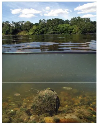 On observera que, sur les quelques 100 000 spécimens subsistant dans le monde, .. % se trouvent sur le territoire de ma commune !