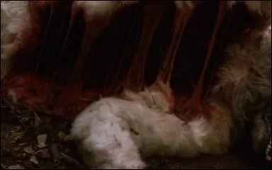 Ce que les jeunes ne savent pas encore, c'est que dans les bois, une maladie a commenc  se propager. De quel animal l'pidmie part-elle ?