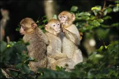 Continuons d'avancer et nous voici en Alsace ! Nous visitons un parc animalier appelé "La montagne des Singes" . Quelle nourriture pouvons-nous donner aux singes ?