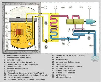 Quel oiseau a les plumes les plus longues ?