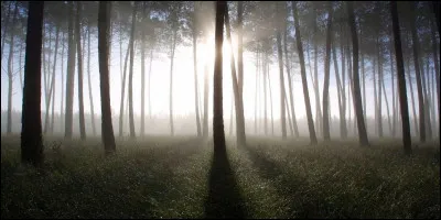 Je représente un million d'hectares et j'ai été plantée par l'Homme.
