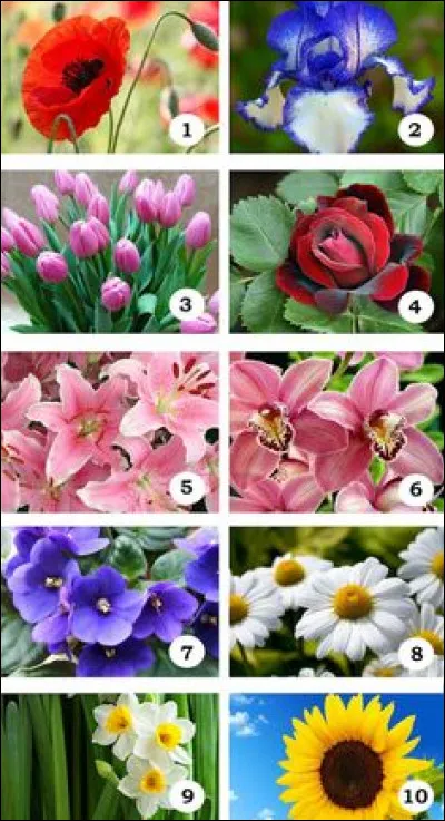 Quelle fleur préfères-tu ?