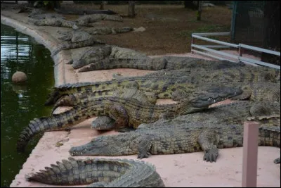 Et vous savez quoi ? À La Réunion il y a même des crocodiles ! Mais rassurez-vous car ils se trouvent dans un parc animalier qui s'appelle...