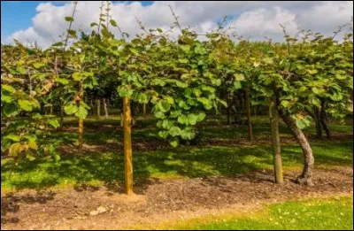 Sur quel arbre poussent les kiwis ?