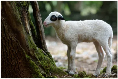 D'où vient l'agneau d'après une IGP ?