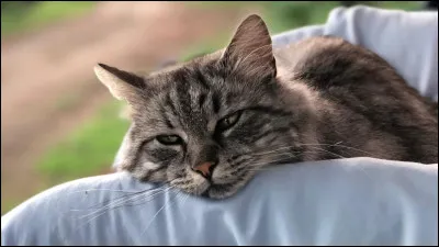 Tu as besoin d'aide pour un combat que tu ne peux pas éviter, que fais-tu ?