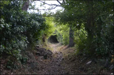 D'apr&egrave;s vous parmi les r&eacute;ponses, quel animal pourrait se cacher dans une antre ?