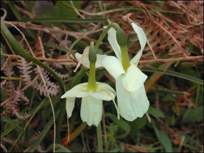 Des îlots autour d'une mer intérieure aux eaux transparentes et des plages de sable blanc vous accueillent au sud de Fouesnant, dans le Finistère.
Quelle plante pouvez-vous admirer, de mars à mai, sur l'archipel des Glénan ?