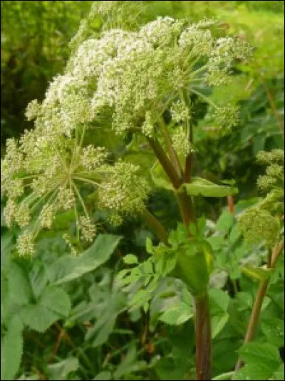 Quelle est cette plante herbacée bisannuelle qui a fait la richesse du marais poitevin, utilisée en médecine depuis l'Égypte ancienne et qu'on l'appelle aussi herbe des anges. (On en fait des confiseries et des liqueurs)