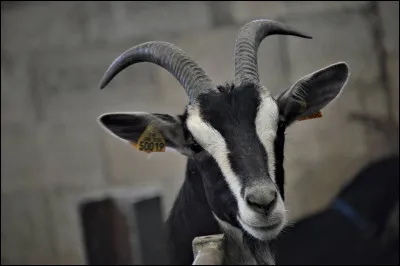 Quelle race bovine est endémique du Poitou ?