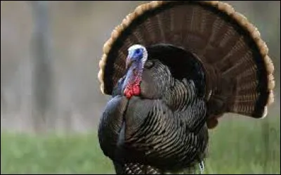 Vous m'avez eu ! Je suis le___de la farce !