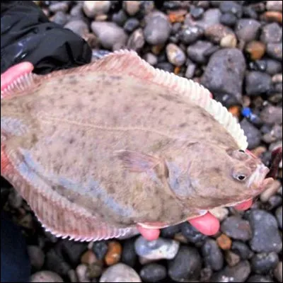 Quel poisson plat est servi &agrave; la meuni&egrave;re dans un plat classique de la gastronomie fran&ccedil;aise ?