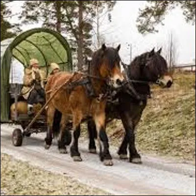 Quelle race fran&ccedil;aise de chevaux est devenue un hyperonyme de cheval de trait ?
