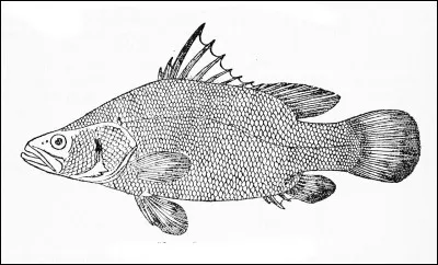 Courageux avec Kipling, ce sont les...