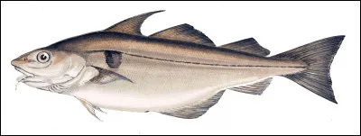 Espèce de faisan, c'est l'...