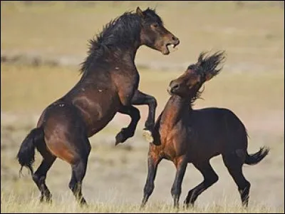 Comment se comporte un cheval dominant ?
