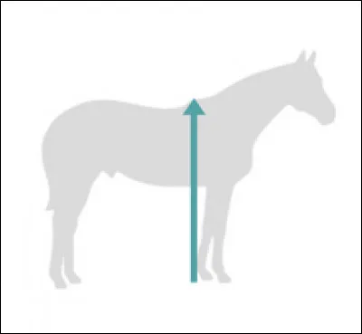 Quelle race de cheval a la taille d'un poney/shetland mais est considéré comme un cheval ?