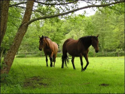 Comment dort le cheval au pré ?