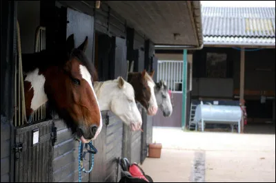 Comment dort le cheval au box ?