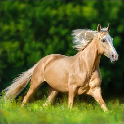 Le cheval est-il grégaire ou solitaire ?