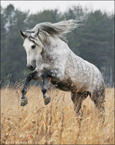 Quelle est la robe de ce cheval ?