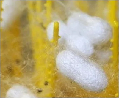 Joyeuse a &eacute;t&eacute; une ville importante avec ses magnaneries qui revivent chaque ann&eacute;e en octobre. Que produit une magnanerie ?