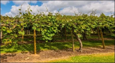 On trouve de nombreuses cultures dans la r&eacute;gion dont des vignes, des oliviers et de la myrtille sauvage. Quelle autre culture y trouve-t-on ?