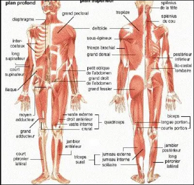 Parmi ces propositions, une n'est pas soignée à Vichy.
Laquelle ?