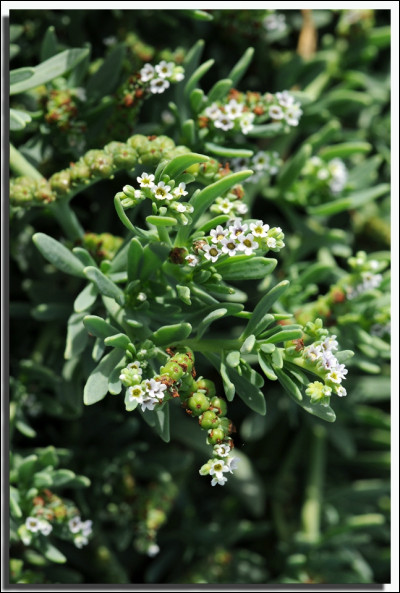 Languedoc-Roussillon, commune de Sigean dans l'Aude ! L'île de l'Aute abrite cette plante à petites fleurs blanches (photo), abondante dans les zones sableuses salées des bords de mer. Quel est son nom ?