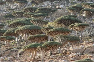 Quelle est la couleur de la sève du dragonnier de Socotra ?