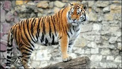 Qui a comme animal de compagnie un tigre ?