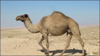 Sans sa bosse, le dromadaire mourrait de chaleur.