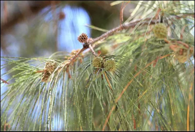 Quel est le nom de cet arbre que l'on voit beaucoup à l'Étang-Salé ?
