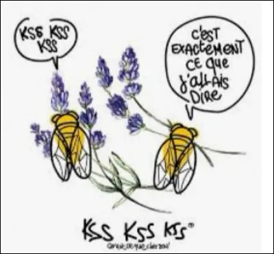 En région PACA, à quoi peut servir l'aïgo boulido ?