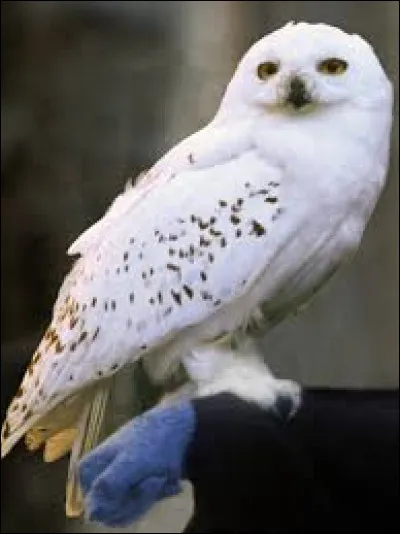 Qui est ce personnage dans "Harry Potter" ?