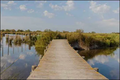 Et dernier lieu de ce voyage : la Camargue ! Une région du sud de la France, la Camargue, près des Bouches-du-Rhône, offre des paysages merveilleux ! À travers ses majestueux paysages de campagne, un animal porte même son nom, et c'est le/la...
Indice : de la famille des Équidés.