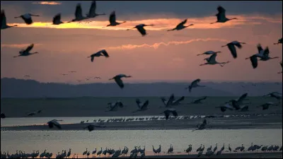Pour une escapade 100% nature, il n'y a pas mieux ! Eh oui, je parle bien du lac du Der, avec sa faune et sa flore bien visibles ! Il ravira les spécialistes d'ornithologie. Sur l'image, vous pouvez y voir des grèbes huppés. Mais, au fait, savez-vous donc à quoi ressemble ce lac ?