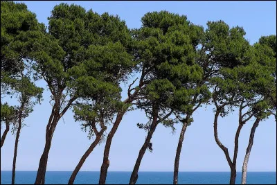 Quelles plantes poussent traditionnellement à Marseille et ses alentours ?