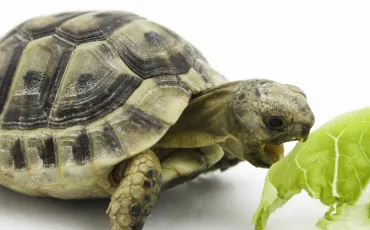 Quiz Animaux