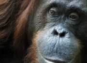 Quiz Les animaux en voie de disparition : l'orang-outan