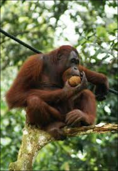 Combien d'orangs-outans ont disparu de l'île de Bornéo ?
