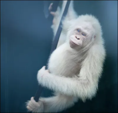 Combien d'orangs-outans albinos existe-t-il sur la Terre ?