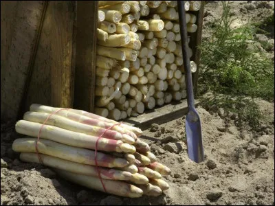 En Val de Loire la terre est riche et fertile. On se régale de fraises, de cerises, de pommes et de poires. Le Loiret est également le principal producteur de betteraves rouges, de cresson et d'un autre légume célébré chaque année lors de la foire de Tigy. Quel est ce légume ?