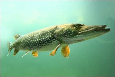 On finit avec du poisson dont regorge la Loire. On y trouve différentes espèces comme la tanche, le gardon, la truite, le goujon ou encore la carpe. Quel est, selon un sondage effectué auprès d'internautes, le poisson le plus pêché à Orléans ?