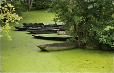La Venise Verte. Lieu de fraîcheur idyllique dans la touffeur estivale. Calme absolu : on entend rien...